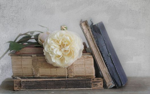 Обои на рабочий стол Белая роза лежит на стопке старинных книг