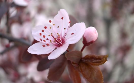Обои на рабочий стол Цветок яблони на размытом фоне