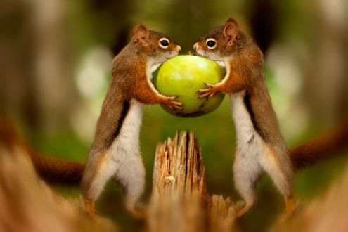 Обои на рабочий стол Белки держат яблоко, фотограф Andre Villeneuve