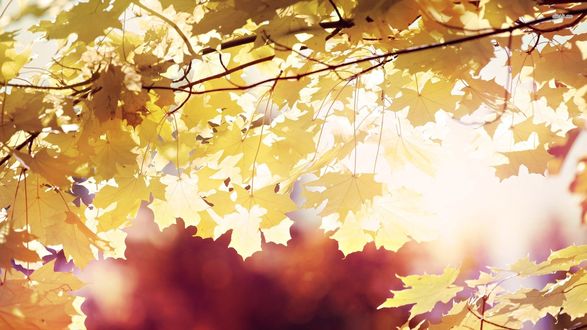 Обои на рабочий стол Ветка клена с осенними листьями