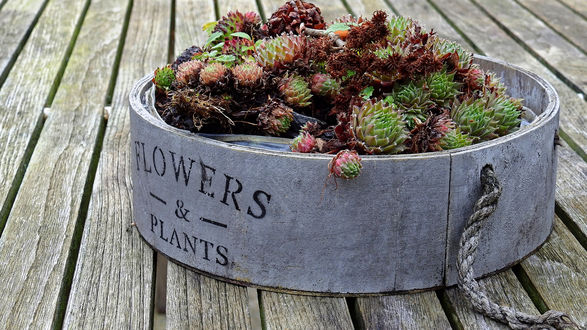 Обои на рабочий стол Цветы в горшке с надписью Flowers & Plants