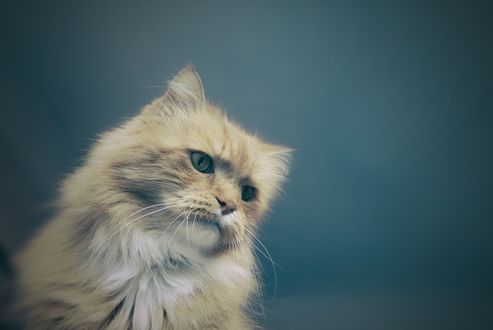 Обои на рабочий стол Кошка с зелеными глазами