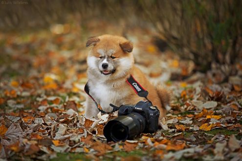 Обои на рабочий стол Пес с фотоаппаратом сидит на осенней листве, фотограф Luis Valadares