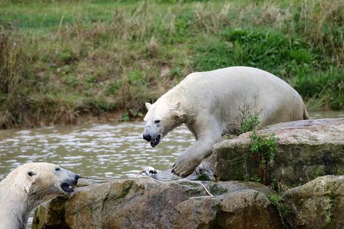 Обои на рабочий стол Белые медведи на камнях на фоне водоема
