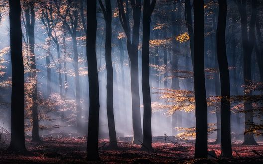 Обои на рабочий стол Лучи солнца пробиваются сквозь туман в осенний лес