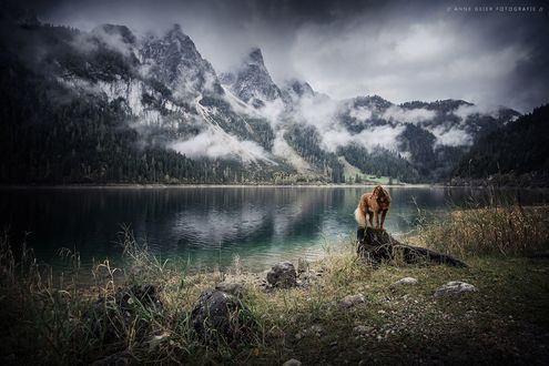 Обои на рабочий стол Пес стоит на камне на фоне гор у озера, фотограф Anne Geier