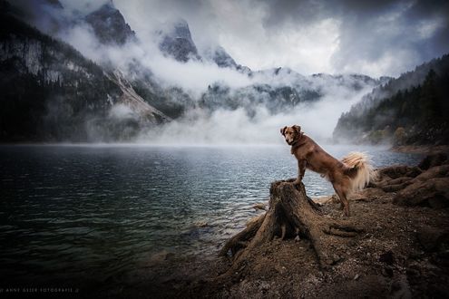 Обои на рабочий стол Пес стоит на коряге на фоне гор у озера, фотограф Anne Geier