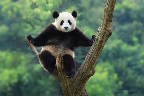 Обои на рабочий стол Панда сидит на дереве, фотограф Marsel van Oosten