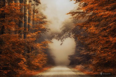 Обои на рабочий стол Туманная дорога осеннем лесу, фотограф Lars van de Goor