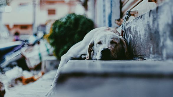 Обои на рабочий стол Собака спит на лестнице