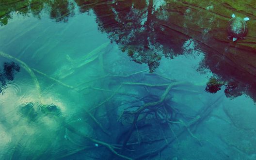 Обои на рабочий стол Небольшая лагуна с прозрачной водой, где на дне лежат ветки, а сбоку в воду спускается черепаха