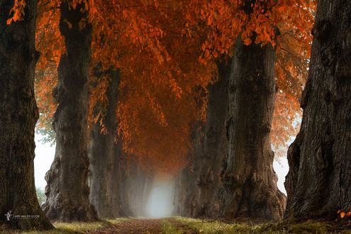 Обои на рабочий стол Осенние большие деревья, фотограф Lars van de Goor