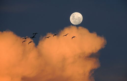 Обои на рабочий стол Птицы, летящие в небе на фоне луны