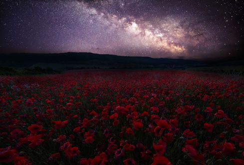 Обои на рабочий стол Поле красных маков под ночным небом, фотограф Илья Жирнов