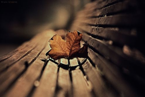 Обои на рабочий стол Осенний лист на лавочке, фотограф Luis Valadares