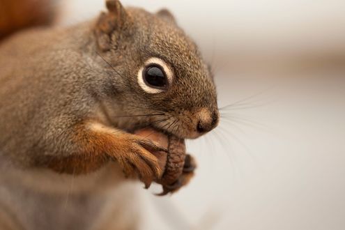 Обои на рабочий стол Белка с желудем, фотограф Andre Villeneuve
