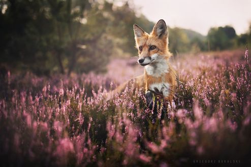 Обои на рабочий стол Лиса на цветочном поле, фотограф Grzegorz Bukalski