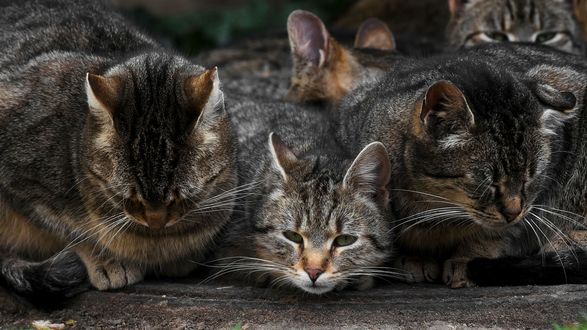 Картинки котов серых в полоску