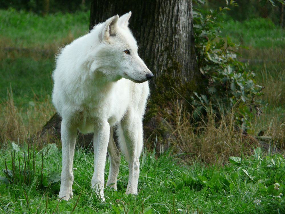 Обои для рабочего стола Белый волк стоит на траве у дерева