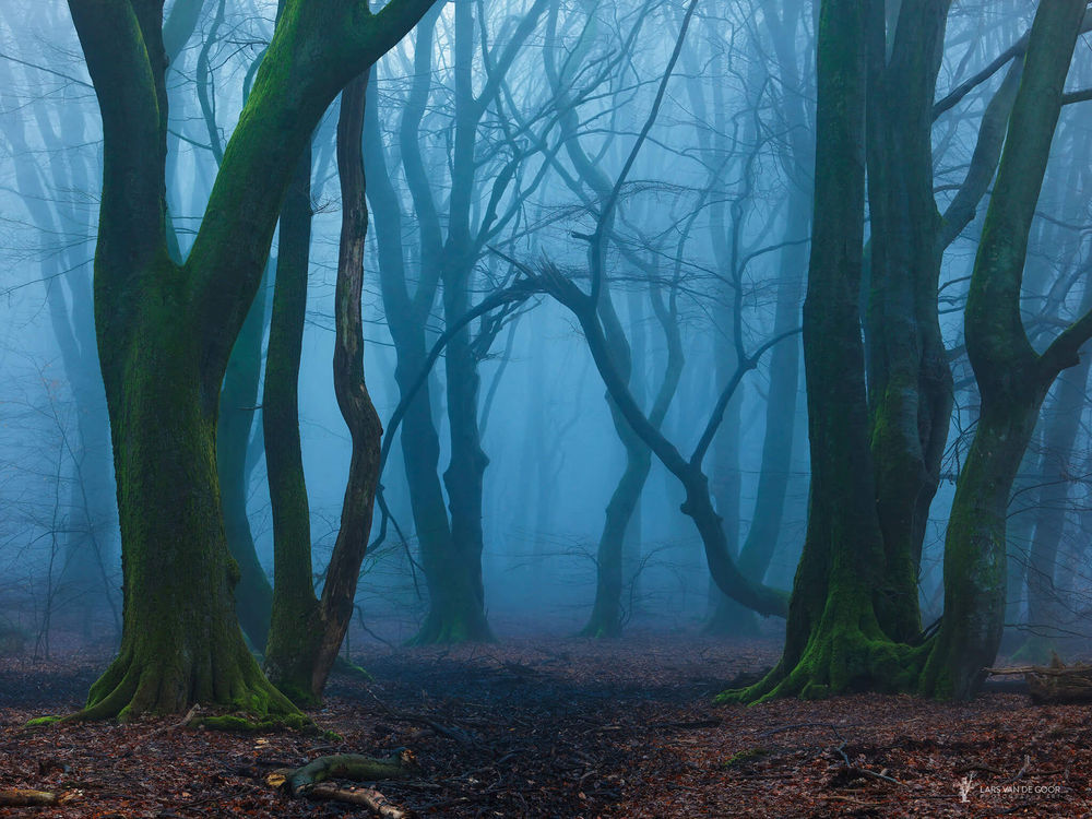 Обои для рабочего стола Туманный осенний лес, фотограф Lars van de Goor