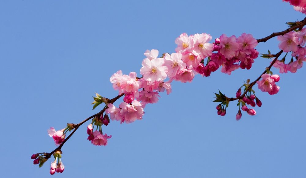 Картинки на обои на телефон цветы сакура (69 фото) » Картинки и статусы про окружающий мир вокруг