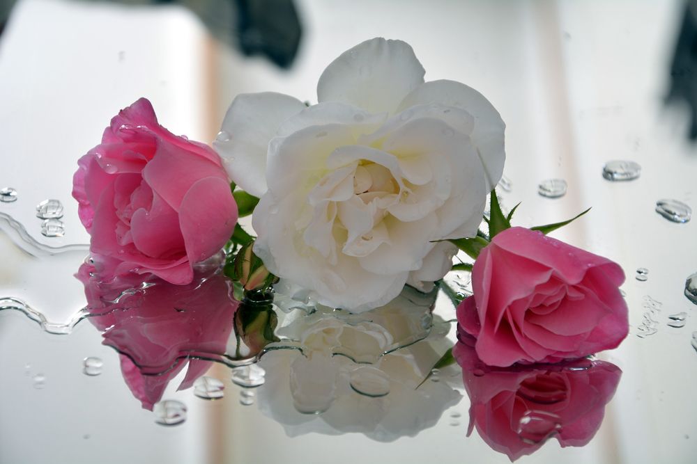 Обои для рабочего стола Белая и розовые розы с капельками воды на зеркальной поверхности