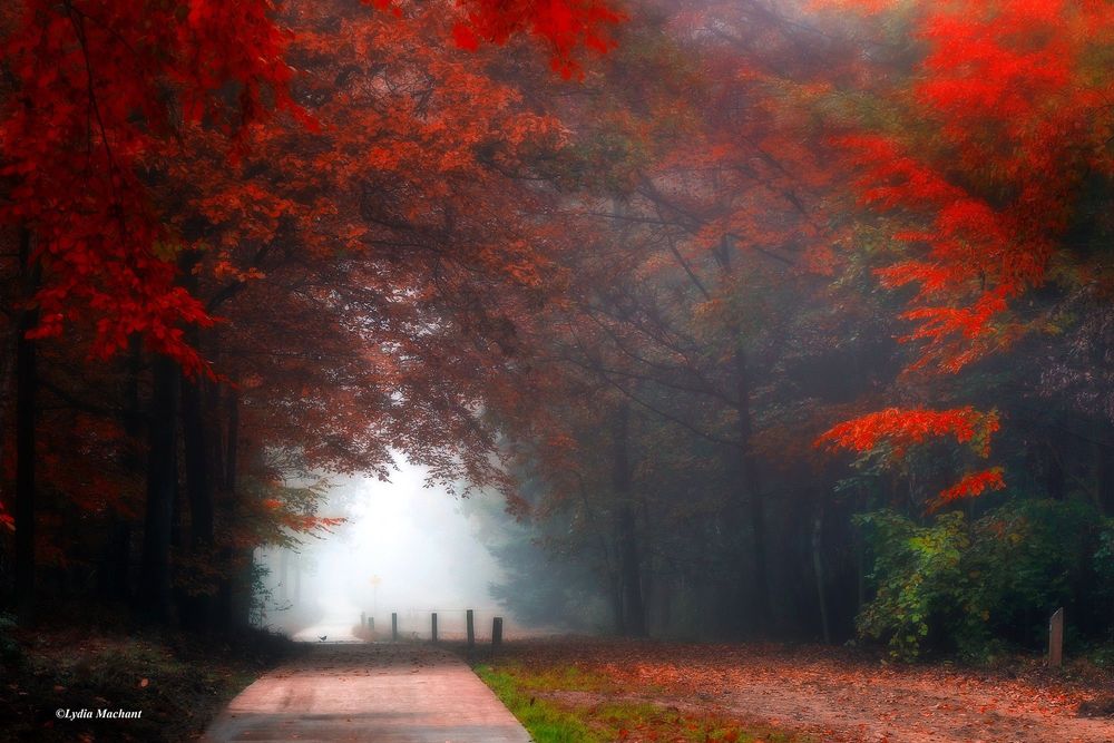 Обои для рабочего стола Деревья с красными осенними листьями у дороги, фотограф Lydia Machant