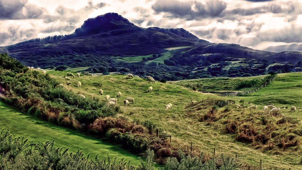Обои для рабочего стола На живописном склоне горы пасется стадо овец
