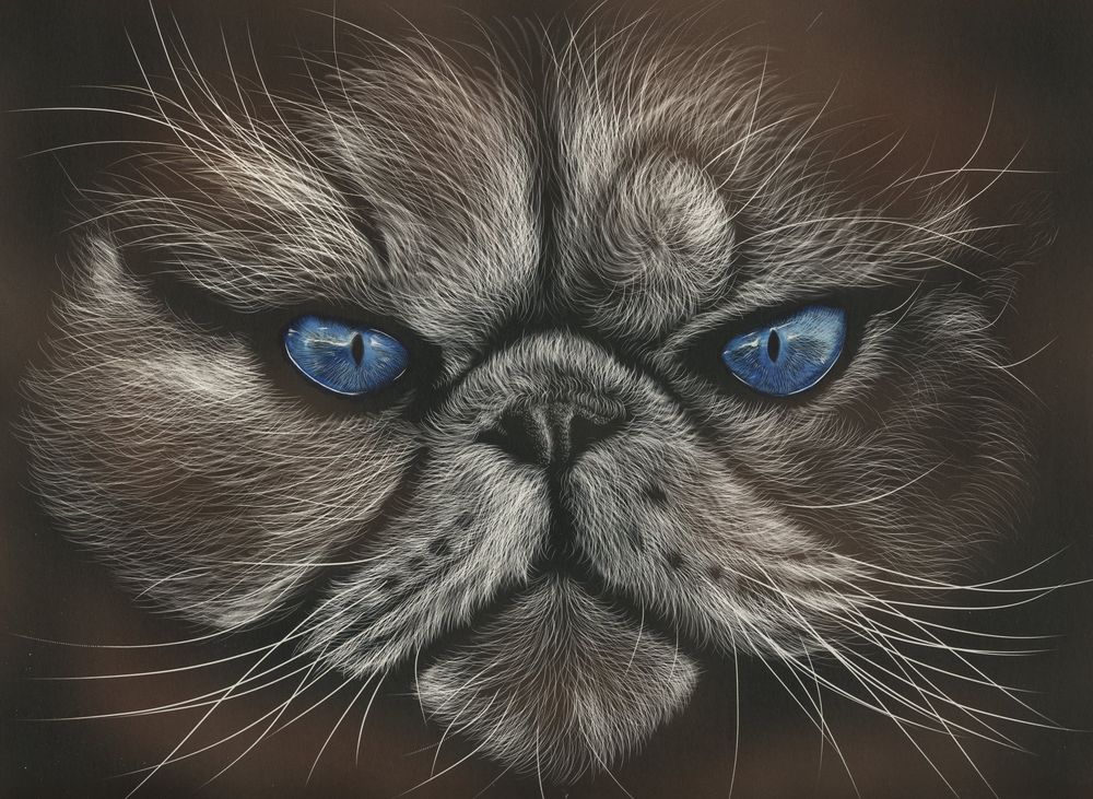 Обои для рабочего стола Морда кота с голубыми глазами. by shonechacko