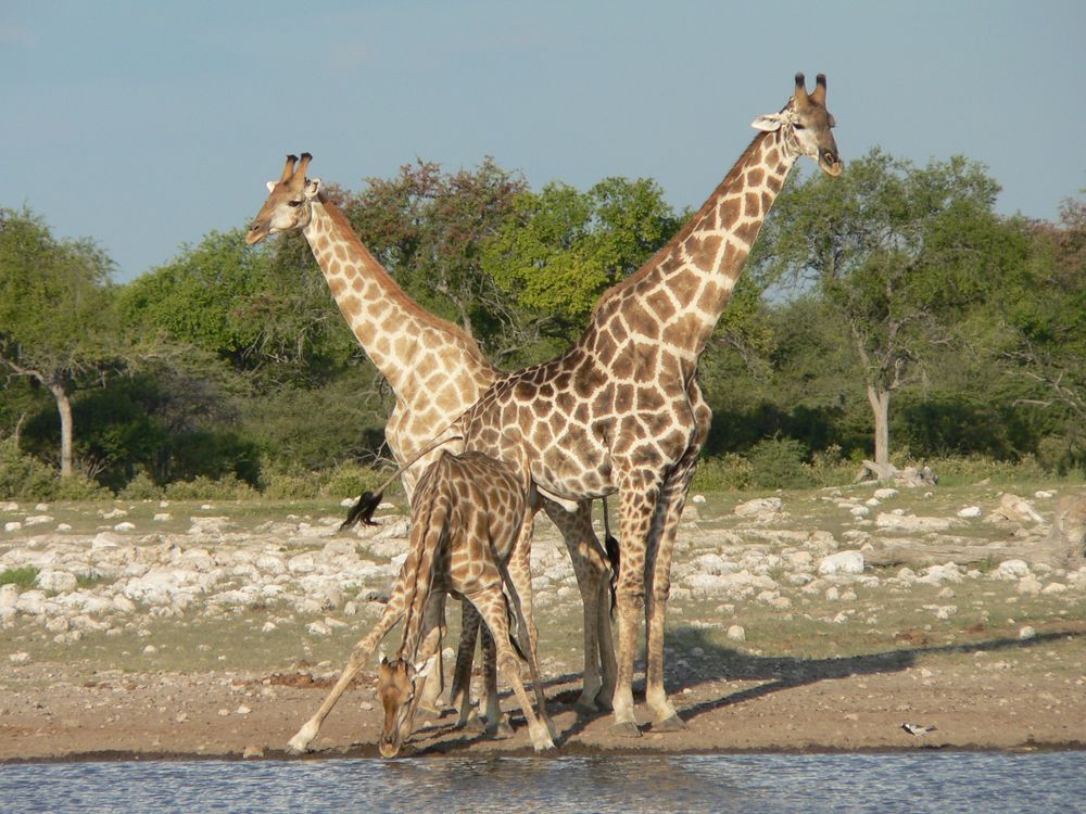 Обои для рабочего стола Жирафы на водопое
