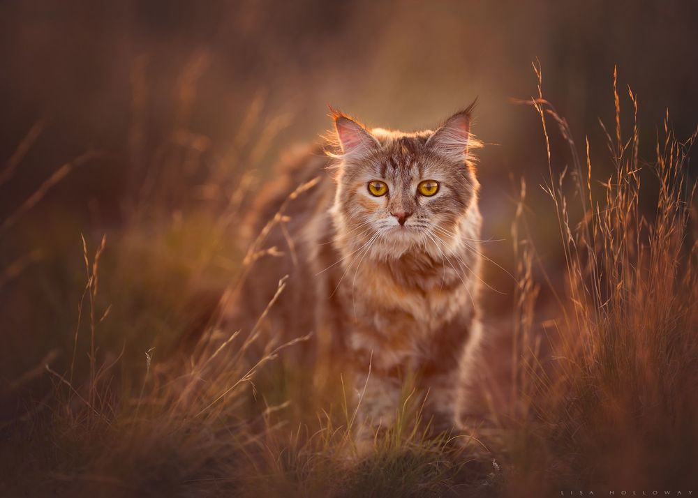 Обои для рабочего стола Кот стоит в траве, фотограф Lisa Holloway