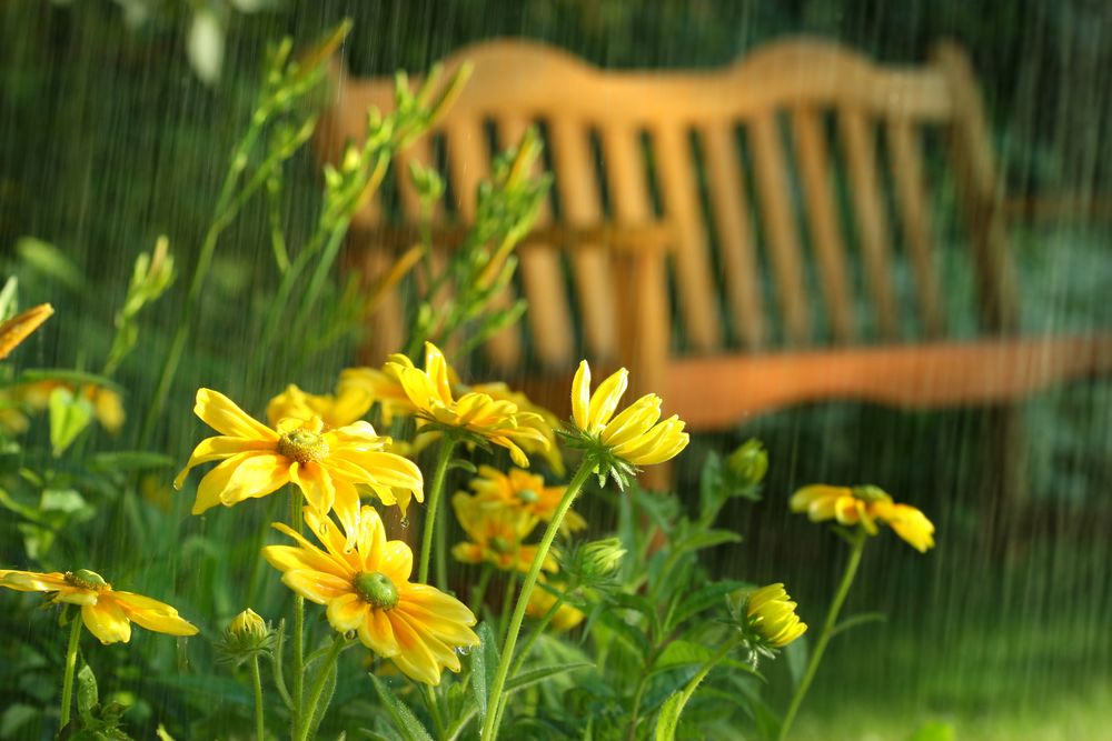 Обои для рабочего стола Желтые цветы под дождем на фоне скамейки