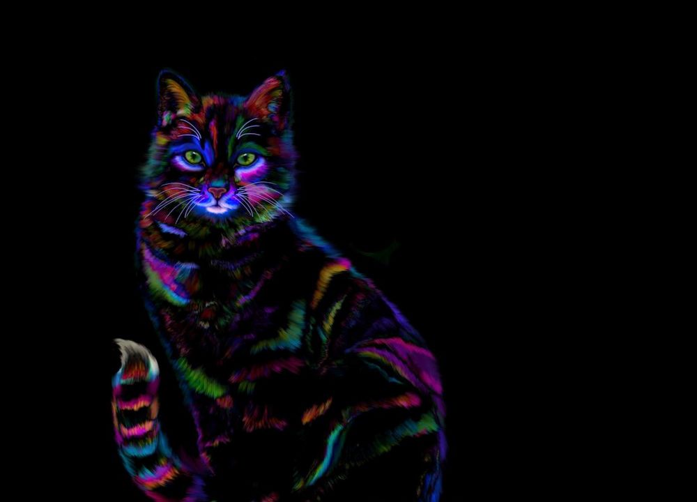 Разноцветный кот на черном фоне