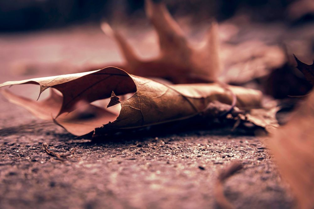 Обои для рабочего стола Осенний лист лежит на дороге, фотограф Alexander Marte Reyes