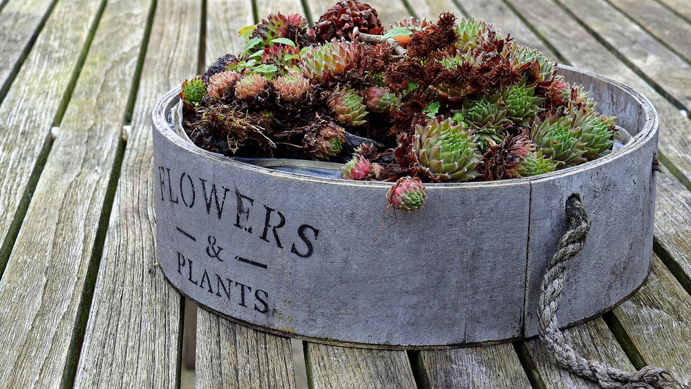 Обои для рабочего стола Цветы в горшке с надписью Flowers & Plants