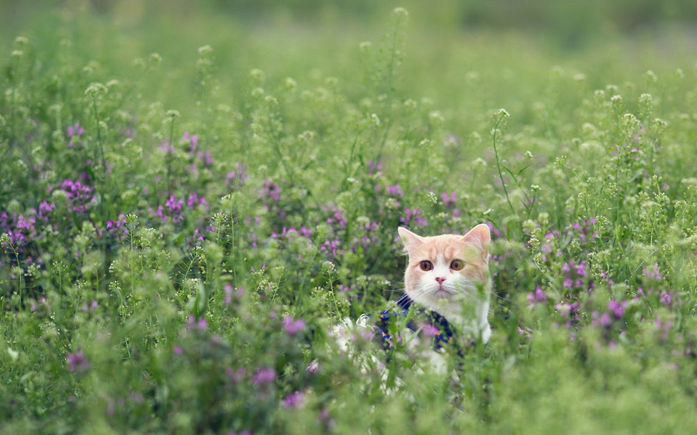 Кот в поле картинка