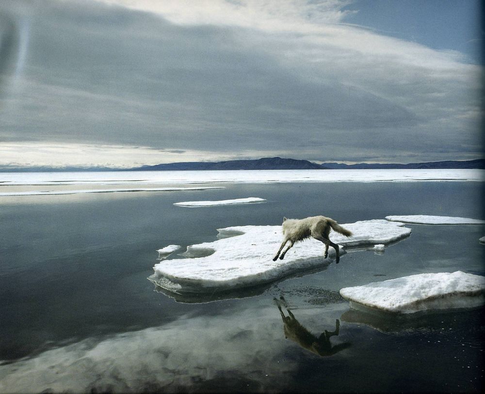 Обои для рабочего стола Волк во время ледохода на реке перепрыгивает со льдины на льдину