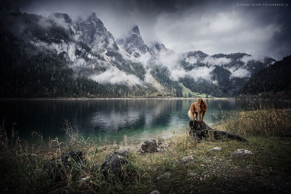 Обои для рабочего стола Пес стоит на камне на фоне гор у озера, фотограф Anne Geier