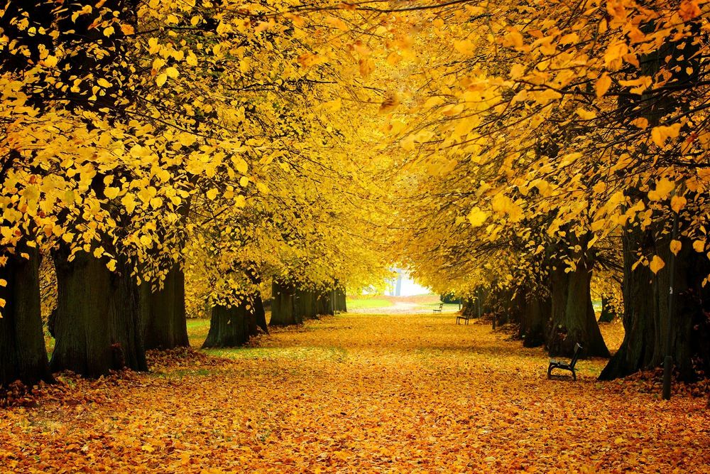 Обои для рабочего стола Осенняя аллея парка с лавочками, фотограф Hartmut E. W. Frank