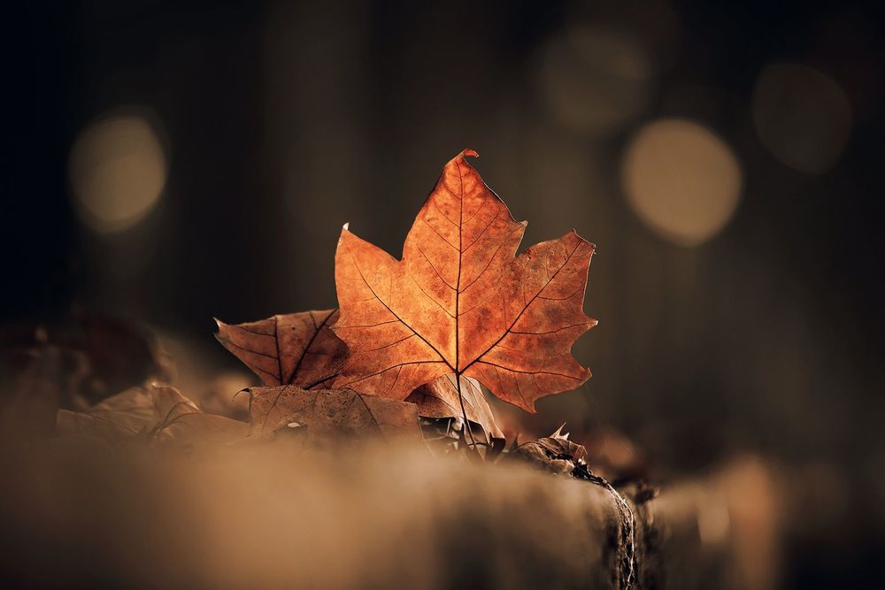 Обои для рабочего стола Осенние листья на фоне бликов, фотограф Luis Valadares