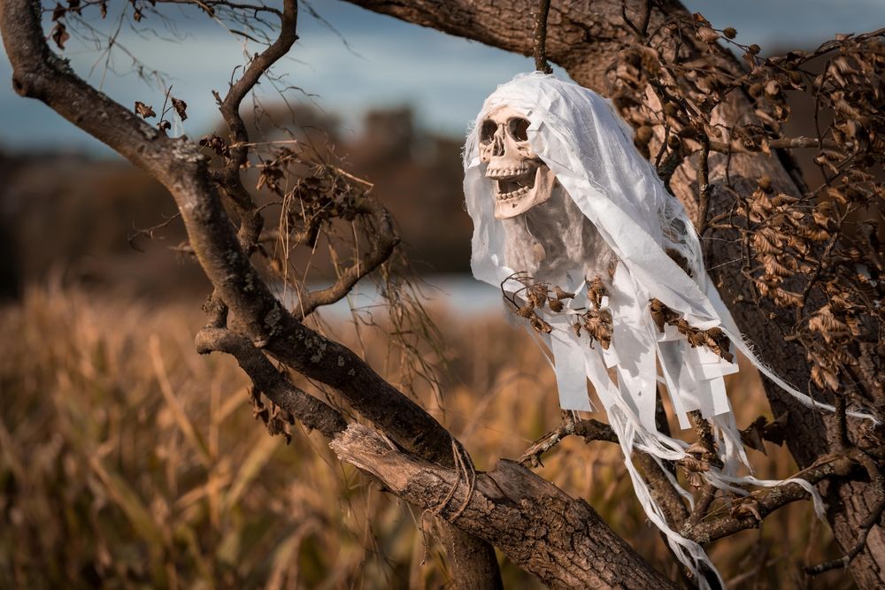 Обои для рабочего стола Хэллуин / Halloween, человеческий череп в бинтах висит на ветке засохшего дерева