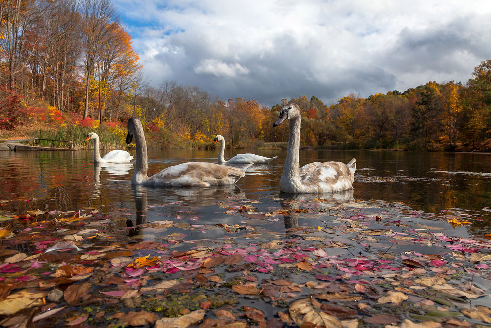 Обои для рабочего стола Лебеди на реке, усыпанной осенними листьями, фотограф Антонина