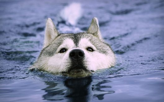 Обои на рабочий стол Пес породы лайка плывет в воде