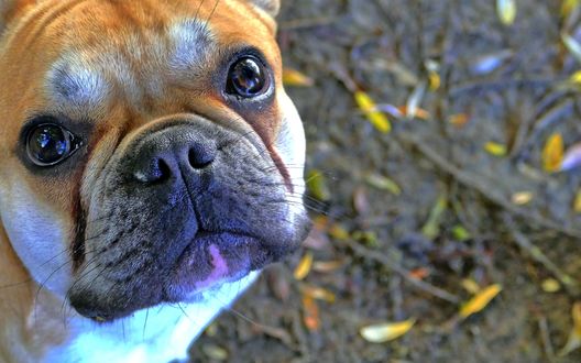 Обои на рабочий стол Рыжий пес породы French bulldog / Французский бульдог преданно смотрит вверх