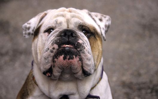 Обои на рабочий стол Серьезная морда собаки породы Bulldog / Бульдог