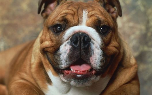 Обои на рабочий стол Пес породы english bulldog / Английский бульдог