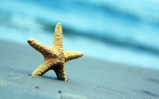 Обои на рабочий стол Морская звезда на пляже