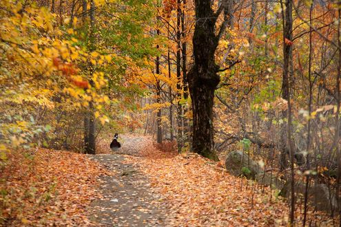 Обои на рабочий стол Утка стоит на тропинке, усыпанной осенней листвой, фотограф Andre Villeneuve