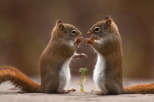 Обои на рабочий стол Две белки стоят друг против друга, фотограф Andre Villeneuve