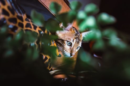 Обои на рабочий стол Лесная кошка среди листвы
